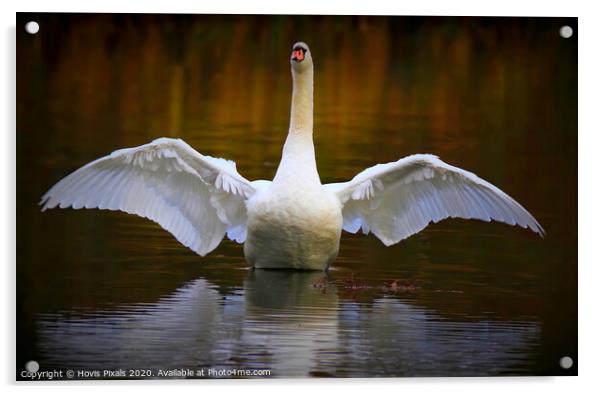 Autumn Swan Acrylic by Dave Burden