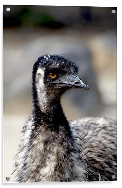 Emu Portrait Acrylic by Graham Palmer