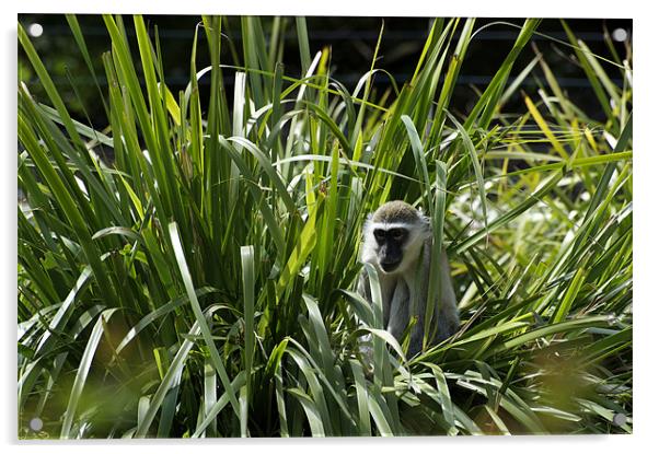 Monkey In The Grass Acrylic by Graham Palmer