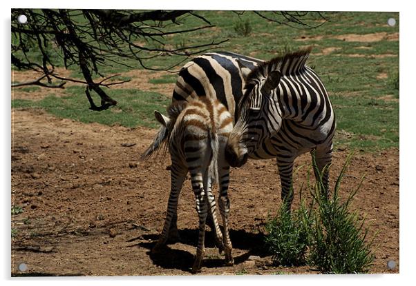 Zebra Mother and Foal Acrylic by Graham Palmer