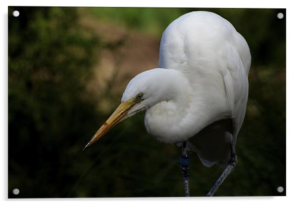 Egret Looking Daggers Acrylic by Graham Palmer