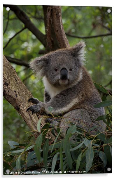Koala - Is This A Cute Look? Acrylic by Graham Palmer