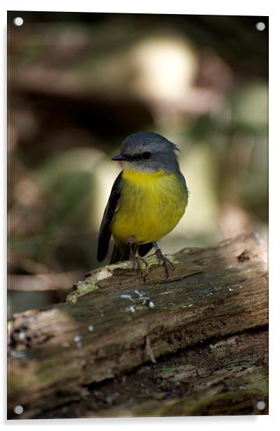 Yellow Robin Acrylic by Graham Palmer