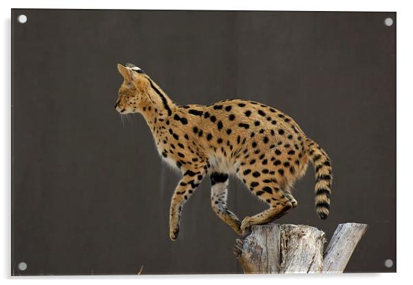 One Small Step For A Serval... Acrylic by Graham Palmer
