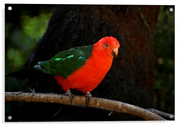King Parrot On A Stick Acrylic by Graham Palmer