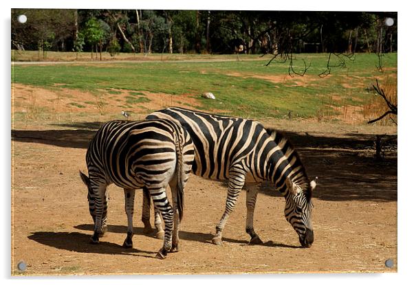 Back To Back Zebra Acrylic by Graham Palmer