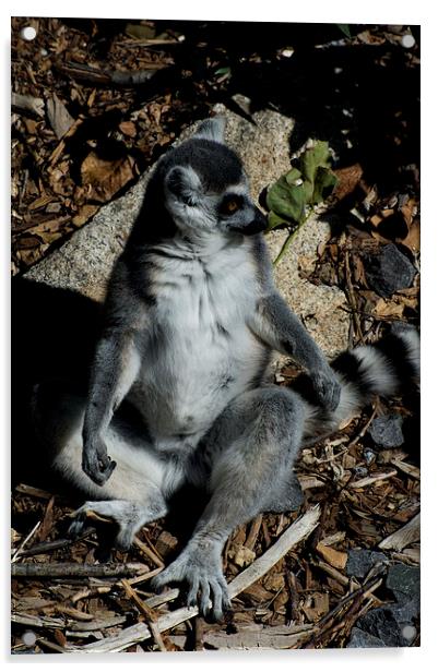 Sunbaking Lemur Acrylic by Graham Palmer