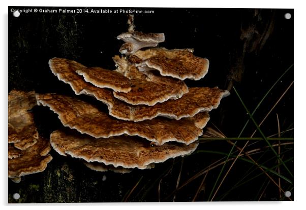 Bracket Fungus - Coltricia Acrylic by Graham Palmer