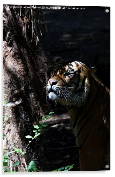  Hiding Tiger Acrylic by Graham Palmer
