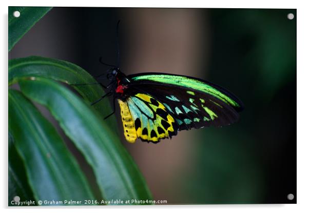 Colour On The Wing Acrylic by Graham Palmer