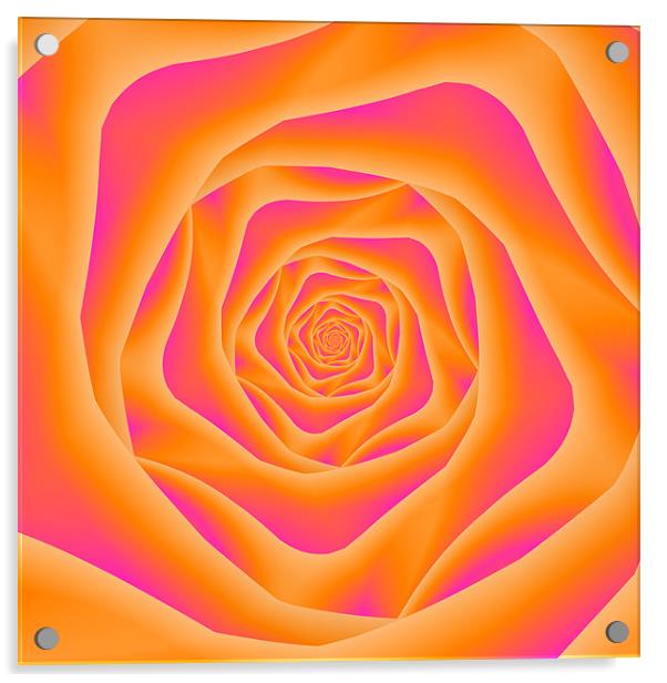 Orange and Pink Rose Spiral Acrylic by Colin Forrest
