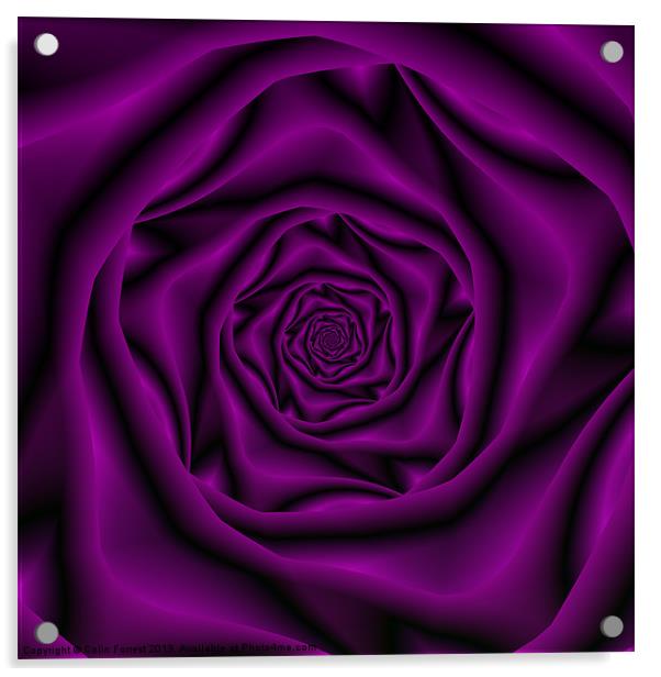 Deep Purple Rose Spiral Acrylic by Colin Forrest