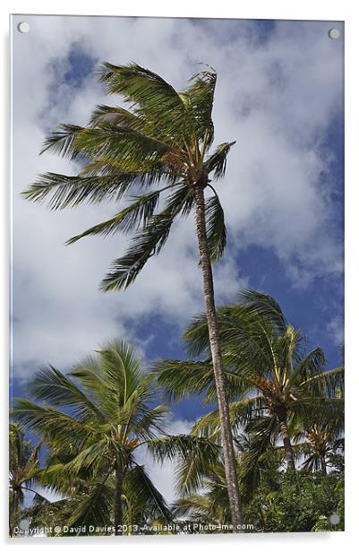 The Palms Acrylic by David Davies
