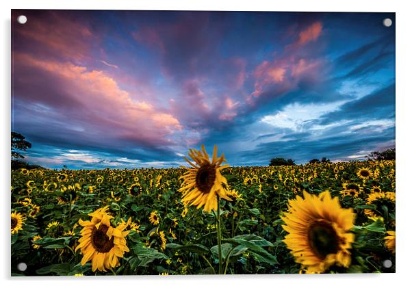 Sunflowers Acrylic by Dave Hudspeth Landscape Photography