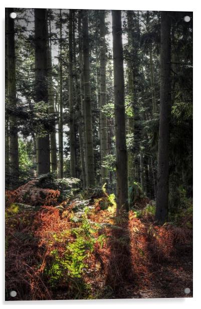 Autumnal Light in woodland  Acrylic by Jon Fixter