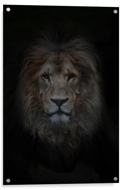 Look of the Lion  Acrylic by Jon Fixter