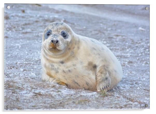 Young Seal Pup  Acrylic by Jon Fixter