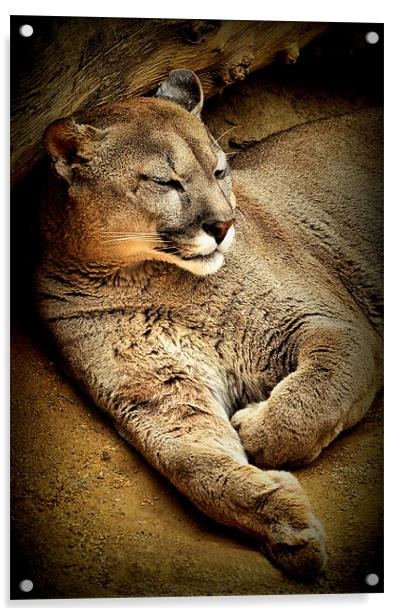 A Puma sleeps having a  lazy day Acrylic by Jon Fixter