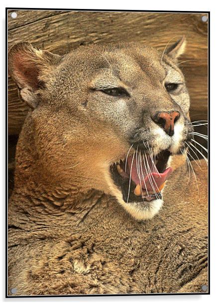 The awakened Puma Acrylic by Jon Fixter