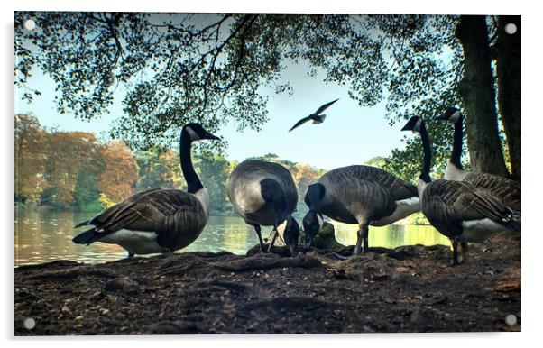 Geese Feeding  Acrylic by Jon Fixter