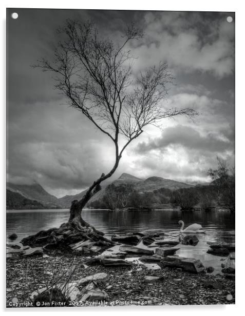 The Lone Tree, & Swan Llyn Padarn, Llanberis Acrylic by Jon Fixter
