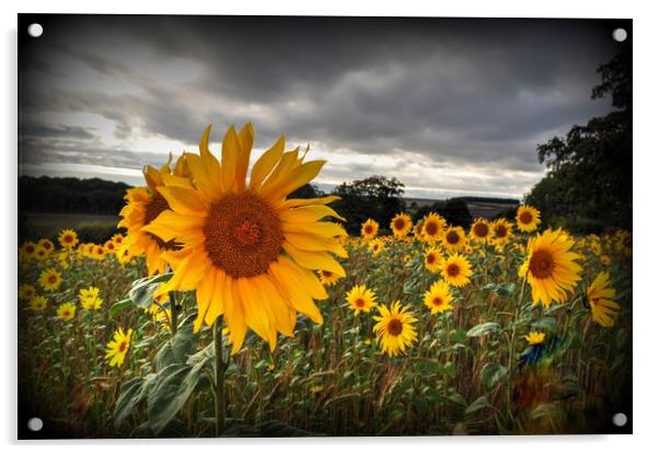 Full of Sunflowers  Acrylic by Jon Fixter