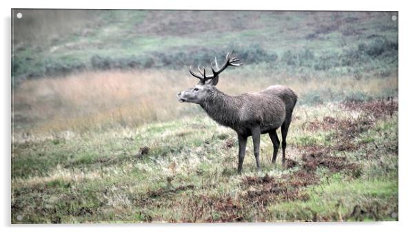 Red Deer Calling Acrylic by Jon Fixter