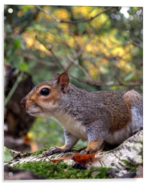 squirrel on a branch Acrylic by Jon Fixter