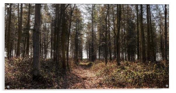 Into the woodland  Acrylic by Jon Fixter