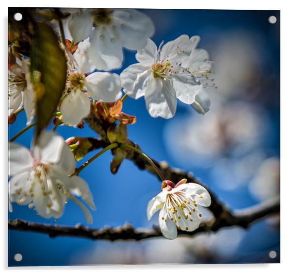 Cherry Tree Blossom in the sunlight Acrylic by Ian Johnston  LRPS