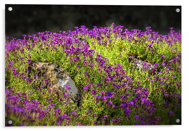 Purple Rock Gardens Acrylic by Ian Johnston  LRPS