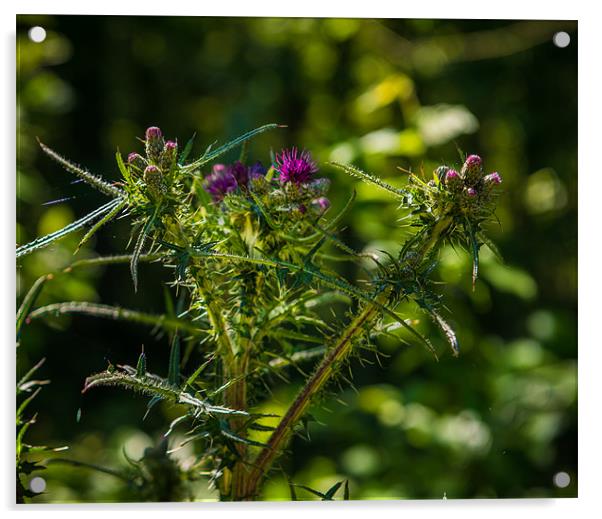 British Countryside Series - Thistle Blooms Acrylic by Ian Johnston  LRPS