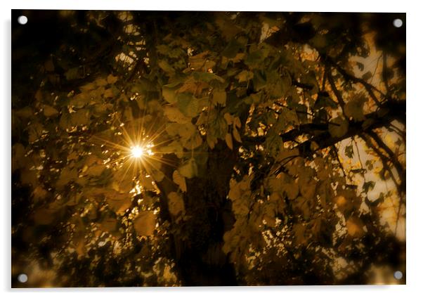 Autumn Light Acrylic by Ian Johnston  LRPS