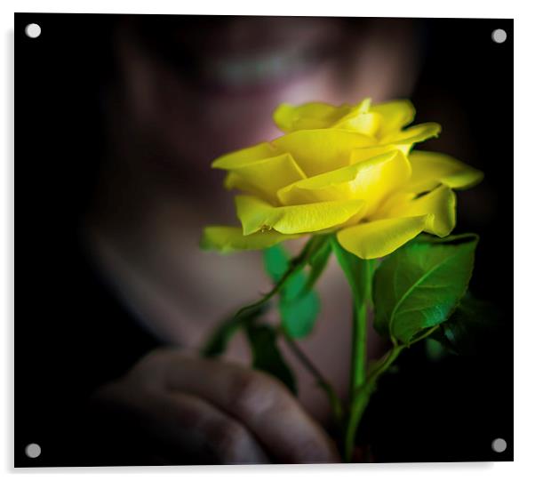 The Yellow Rose Acrylic by Ian Johnston  LRPS