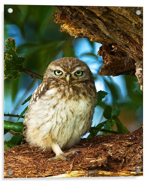Little Owl at nest. Acrylic by Paul Scoullar