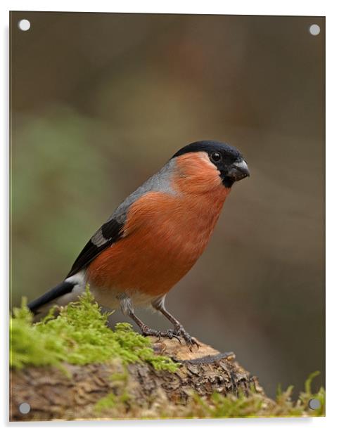 Bullfinch Acrylic by Paul Scoullar