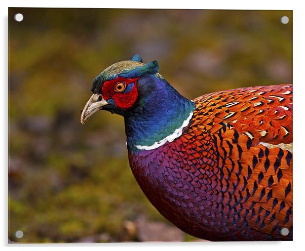 Pheasant Acrylic by Paul Scoullar