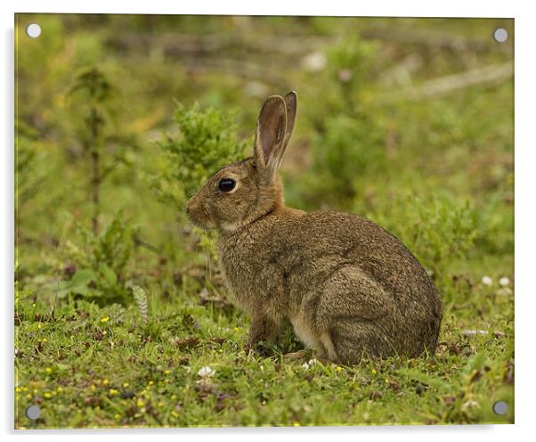 Brown Rabbit Acrylic by Paul Scoullar