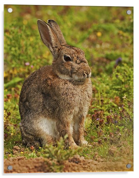 Brown Hare Acrylic by Paul Scoullar