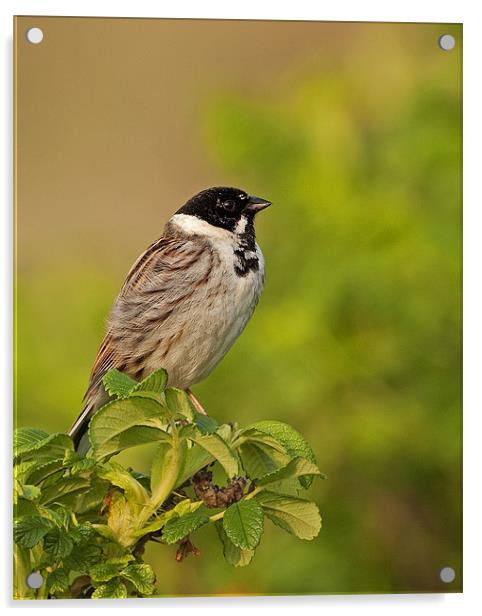 Reed Bunting Acrylic by Paul Scoullar