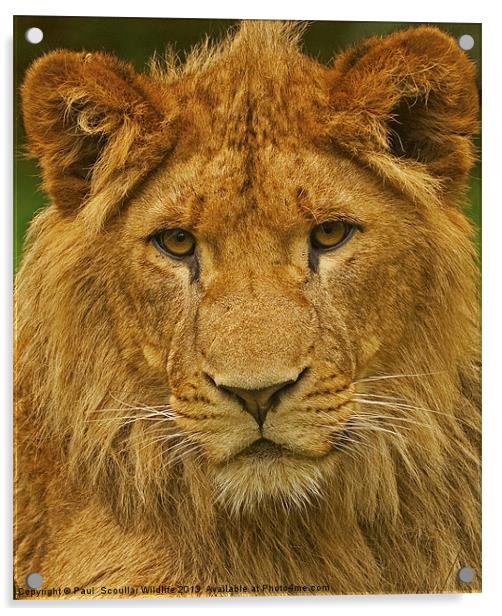 Lion Acrylic by Paul Scoullar