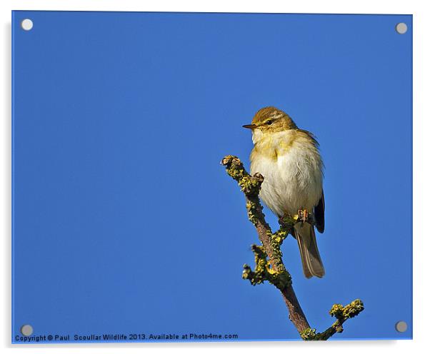 Willow Warbler Acrylic by Paul Scoullar