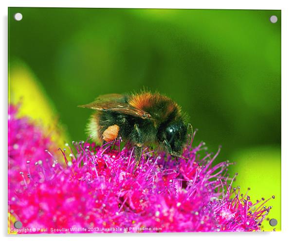White Tailed Bumble Bee Acrylic by Paul Scoullar