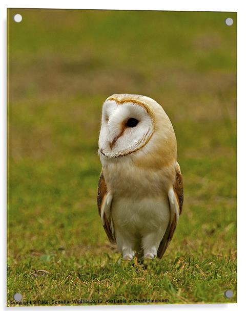 Barn Owl Acrylic by Paul Scoullar