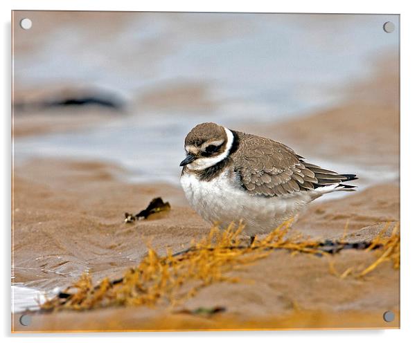 Ringed Plover Acrylic by Paul Scoullar