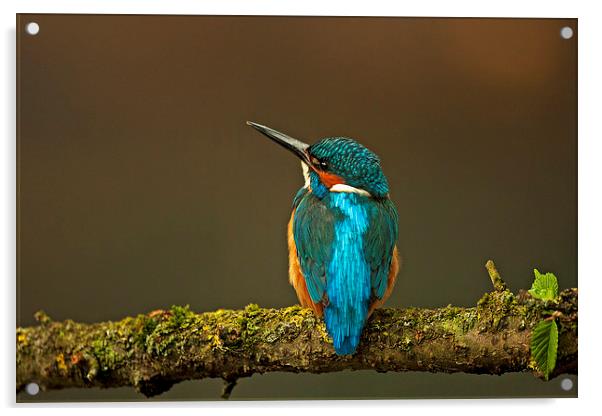 Kingfisher Acrylic by Paul Scoullar