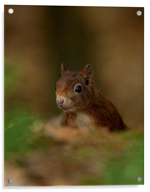 Inquisitive Red Squirrel Acrylic by Paul Scoullar
