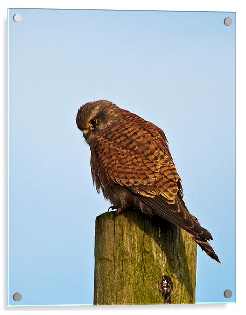 Kestrel Acrylic by Paul Scoullar