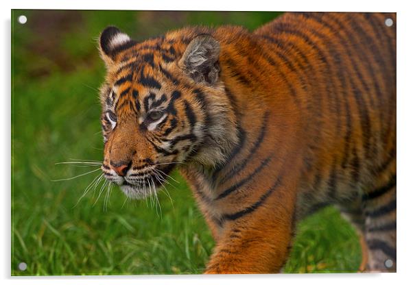 Tiger Acrylic by Paul Scoullar