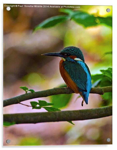Kingfisher Acrylic by Paul Scoullar